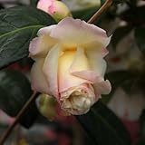 椿(ツバキ)の苗木 新世紀