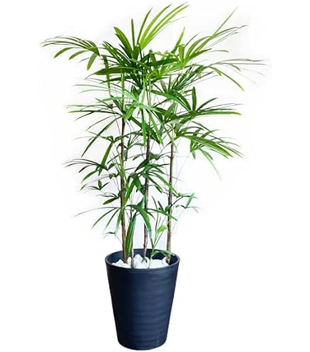 Amazon｜観葉植物 本物 棕櫚竹8号鉢（シュロチク） 【ツートーン鉢