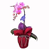 ミディ胡蝶蘭 1本立ち ピンク系 4号鉢　風呂敷ラッピング　朱/鳩羽