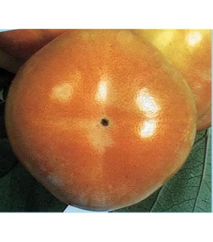 Amazon.co.jp: 豆柿 マメガキ 太木 苗木 : DIY・工具・ガーデン