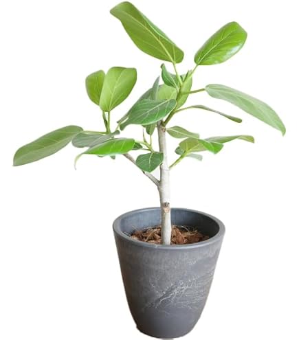 Amazon｜フィカス：ベンガレンシス（曲がり） 5号鉢植え[沖縄観葉