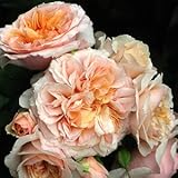 バラ苗 ザビエルデフライシネッテ 国産大苗オリジナル角鉢7号 返り咲き大輪 黄色系 ギヨーローズ（フレンチローズ）