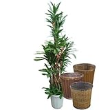 グローカル 10号サイズ -Type2 【バスケット(鉢カバー) 付き】 バスケット03