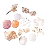 Vosarea 装飾貝殻 デコレーション貝殻 摄影 小道具 水族館の装飾 ホームデコレーション 贈り物
