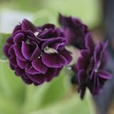 [ オーリキュラ ] ダブレット