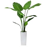 DORIS ドリス 光触媒 本物に近い質感 水やり不要 フェイクグリーン オーガスタ 【18029】