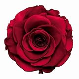 AMOROSA プリザーブドフラワー アルコイリス クラシカルレッド DD001110-034
