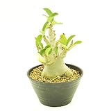 (株) 赤塚植物園 ① NSD アデニウム ラカトーン　B0400　（Socotranaum Golo Bell） ※陶器鉢（色指定不可）