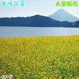 国華園　花たね　大量たね　花菜　寒咲花菜　1袋(1リットル入)【※発送が国華園からの場合のみ正規品です】