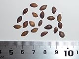 【松の種】ボスニアマツ＜ボスニア松＞ ［ドイツ産］ 種子20粒 Bosnian pine Germany 20 seeds