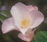 一重 以津の夢 12cmポット 1本