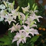 スカシユリ球根　小輪多花　　スプリングピンク　２球入