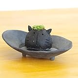 苔盆栽 モスモス モスネコ 黒 受け皿セット