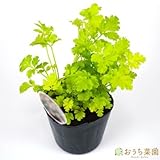 フィーバーヒュー / ナツシロギク 【苗】 9cmポット ＜当店は 苗 種 鉢 培養土 ニーム の専門店＞