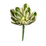 Darice人工多肉植物ストライプグリーンandホワイト