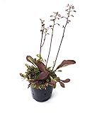食虫植物 Utricularia calycifida(ウトリクラリア カリキュフィダ)