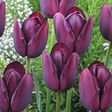 チューリップ　クインオブナイト　５球入