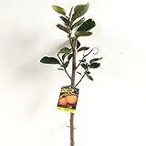 甘柿 苗木 禅寺丸 12cmロングポット苗 ぜんじまる カキ 苗 かき