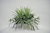 LION 人工植物　ALGM-001 品番57630