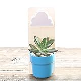 Liebeye 植木鉢 壁掛け 雲 自動給水 クラウド 植物ポット ヤードホーム オフィス 家庭用 デコレーション　インテリア　キャラクター　オリジナル　ユニーク（土壌と植物なし） ブルー