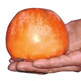 果樹苗 カキ 甘柿 甘百目(不完全甘柿) 1株/ 国華園 25年秋商品