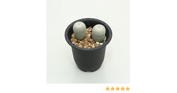 Amazon サボテン エピテランサ 月世界 2個入り 観葉植物 オンライン通販