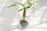 【土を使っていないから衛生的でお部屋のインテリアにぴったり】　ハイドロカルチャー　観葉植物　ポケットグラス　苔玉　パキラ