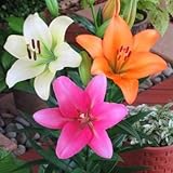 ＬＡユリ球根　混合　３球入