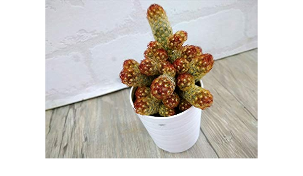 サボテン マミラリア属 黄金司 こがねつかさ 7 5cmポット 多肉 観葉植物 寄せ植えに ミニサボテンアソート Diy 工具 ガーデン Amazon
