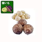 サトイモ：大野いも(種芋)10球入り[里芋の種イモ][奥越前大野地方秘伝の芋　ほくほく食感] ノーブランド品
