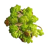 SUND　人工観葉植物 多肉植物 DIY　インテリア　雑貨 高品質 枯れない 結婚式　誕生日 発表会 入学式 卒業式 適用 選べる7色