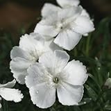 白花オヤマナデシコ