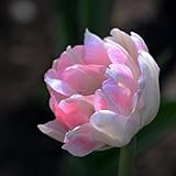 チューリップの花ユリの色の種類1 PCSの高品位の球根の植物チューリップの花の種