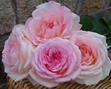 バラ苗 ルイの涙（るいのなみだ） 国産大苗6号スリット鉢 ハイブリッドティー(HT) 四季咲き大輪 ピンク系