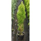 エレガンテシマ5号ポット10本セット