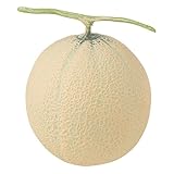 【食品サンプル・フルーツ・野菜】アンデスメロン