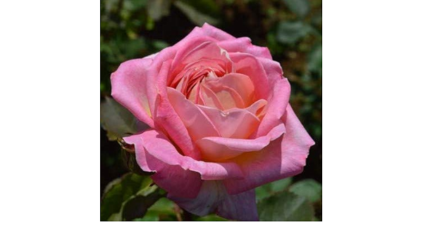 Amazon Co Jp バラ新苗 バラ 苗 京成バラ園 花山吹 はなやまぶき 10 5cmポット ホーム キッチン