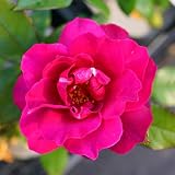 バラ苗 イントゥリーグ 7号スリット大苗 木立バラ 四季咲き 赤色 強香 ダマスク バラ 苗 薔薇 木立 バラ苗木