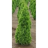 エメラルドグリーン1m 8号ポット