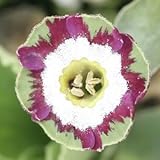 [ オーリキュラ ] ミンレイ