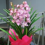 エーデルワイス 【高級シンビジューム(シンビジウム)ピンク系３本立ち】 お歳暮 誕生日 クリスマス お年賀 鉢花 高級シンビジューム