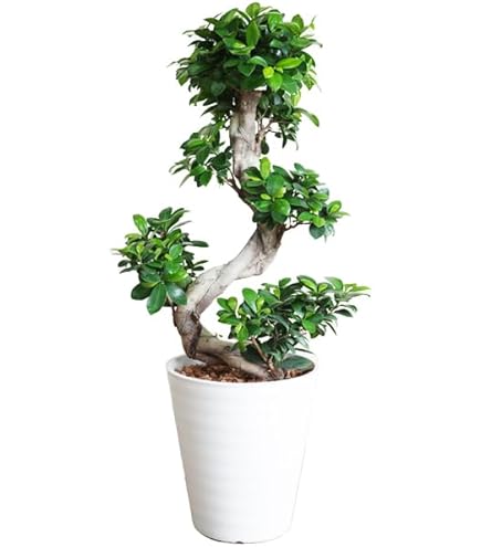 Amazon｜観葉植物 台湾ガジュマル 盆栽仕立て S字仕立て 接ぎ木 昇り龍