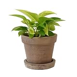 卓上4号 2種類から選べる植物 テラコッタ鉢入り (ポトス　ライム)