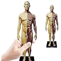 417Jd4cQrjL._AC_UL210_SR210,