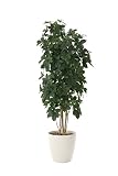 光触媒観葉植物 シェフレラ1.8 フロアタイプ ハイサイズ