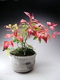 縁起のよい南天とツワブキの寄せ植え（ 646064 ）