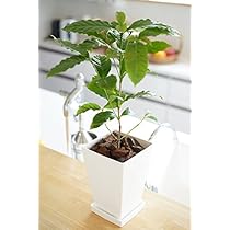 アラビカ種① コーヒー苗木　コーヒーの木 　コーヒー Amazon.co.jp: コーヒーの木(コーヒーノキ)品種:アラビカ矮性種