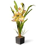 Nationalツリー会社Potted Spring Orchidシルクフラワー ブラック NF36-5283S-1