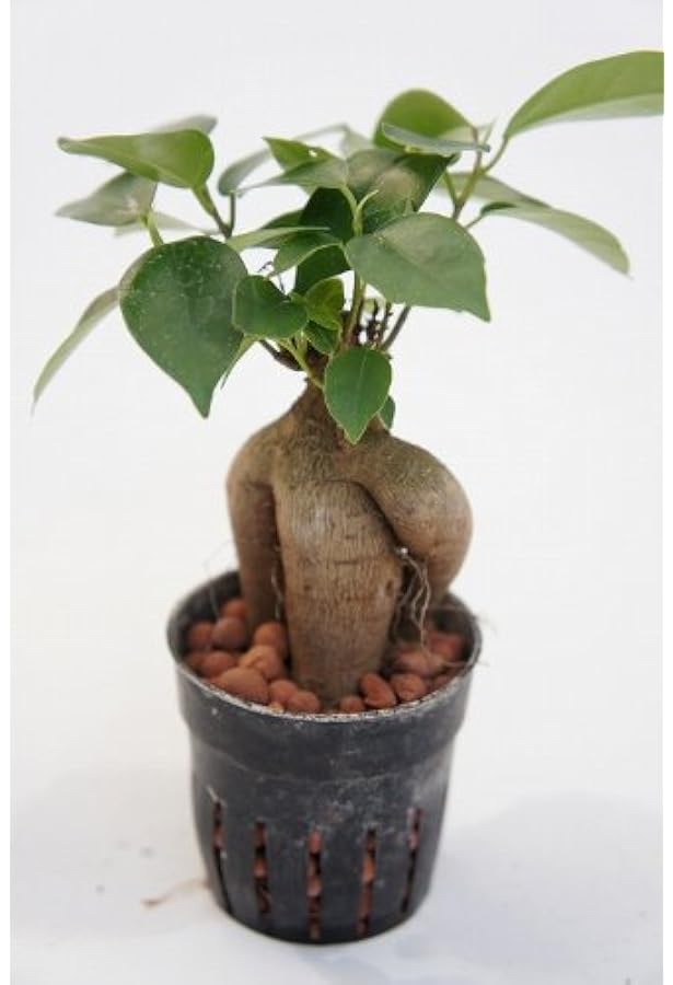 Amazon Co Jp 水耕栽培 苗 ガジュマル ミニガジュマル ミドル ホーム キッチン