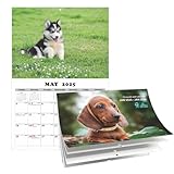 犬カレンダー 2025 21X28CM 2025 犬壁掛けカレンダー、13 月間壁掛け面白い犬カレンダー 2025、デイリーファミリーオーガナイザープランナー犬壁掛けカレンダー、家の装飾用